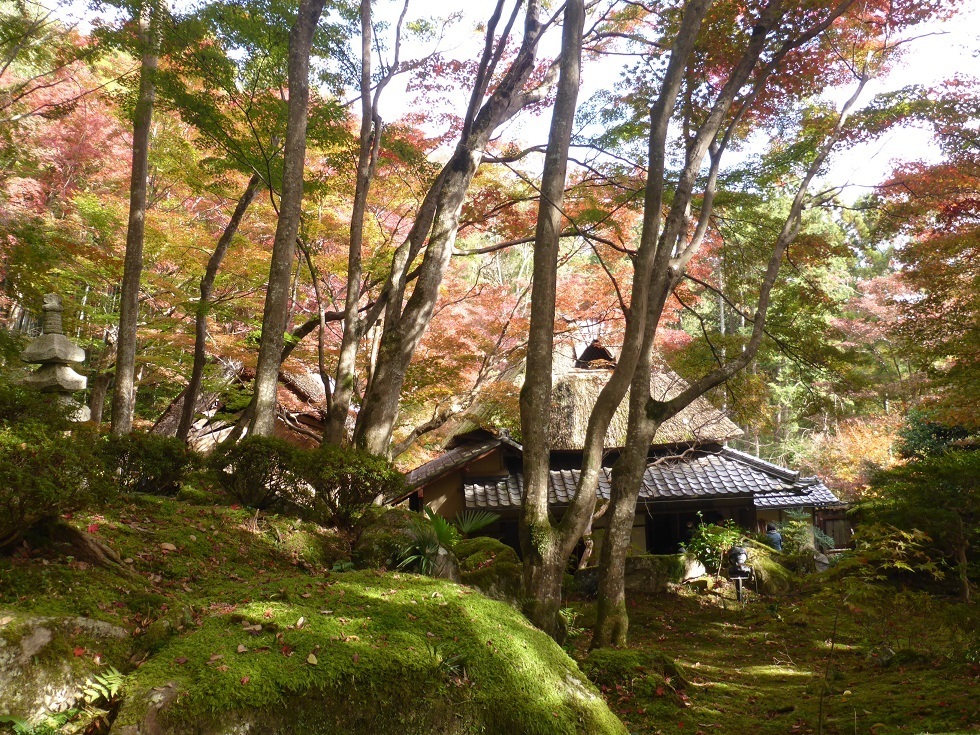 琵琶湖1周紅葉の旅 教林坊 鶏足寺 石道寺 メタセコイア並木 Mr Moonlightのつれづれ日記