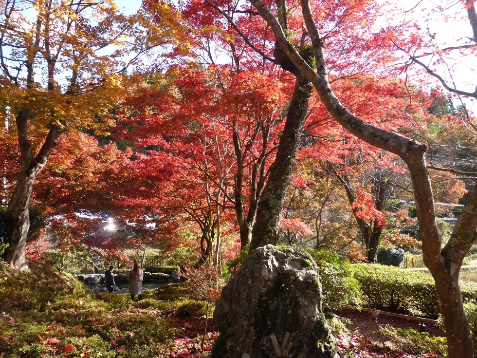 琵琶湖1周紅葉の旅 教林坊 鶏足寺 石道寺 メタセコイア並木 Mr Moonlightのつれづれ日記