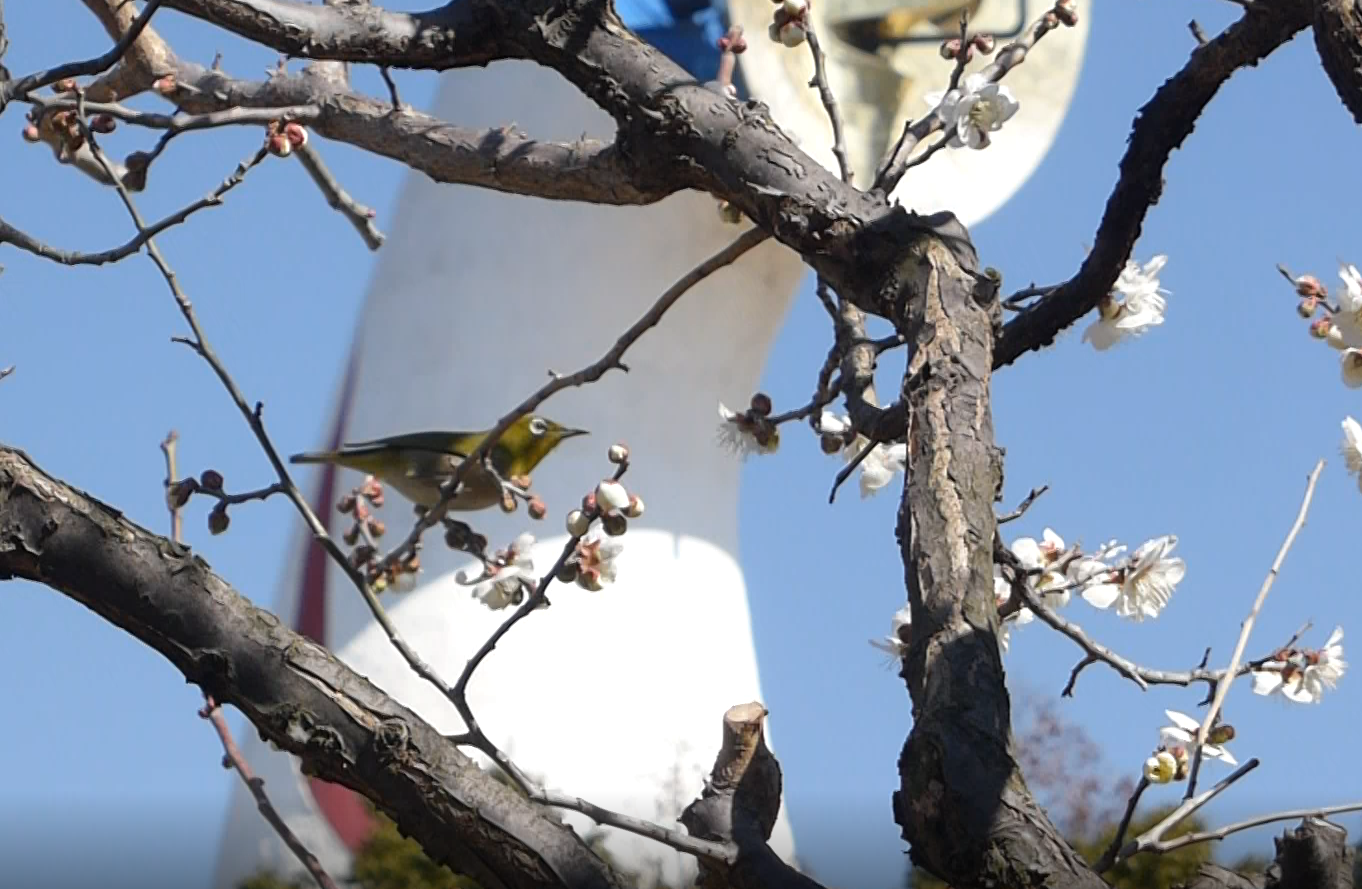 万博記念公園の梅 Mr Moonlightのつれづれ日記